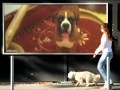 مهرجان فيلو وزيزو النوبى اتحادة القوة وابو سليمان 2012 مهرجان فيلو وزيزو النوبى اتحادة القوة وابو سليمان 2012