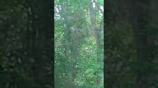 Does Bigfoot Cloak Like Predator Watch Thisay 2025