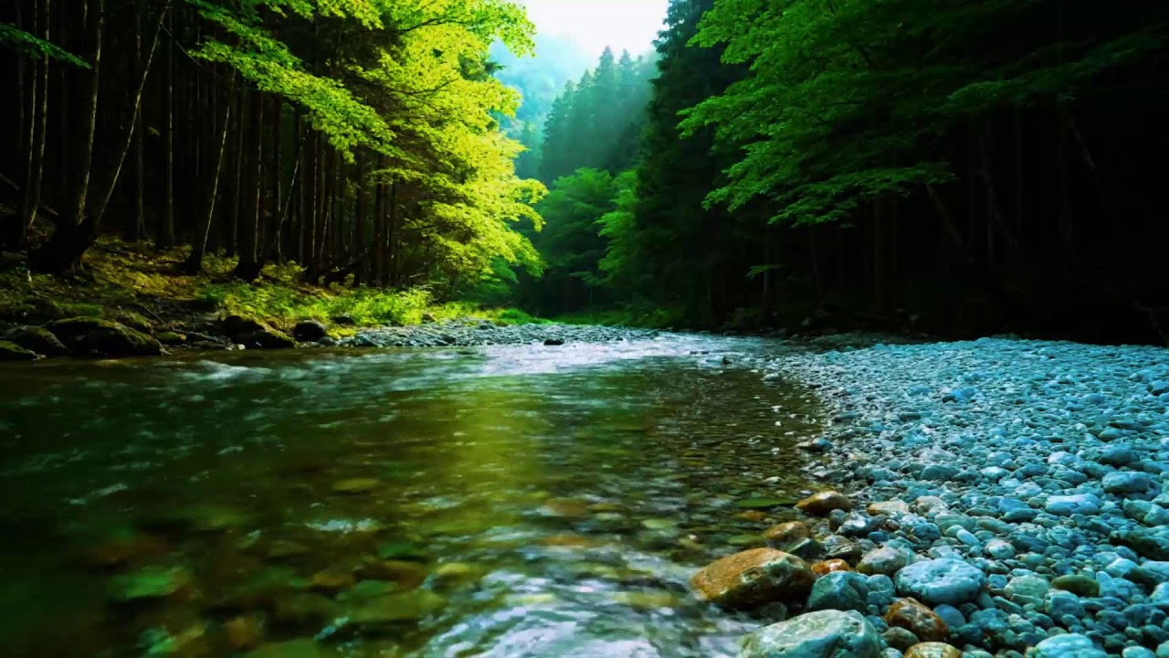 Forest Ambience - Birds Singing & Beautiful Stream Sounds for Peaceful Sleep,Deep Rest,Medicine ASMR