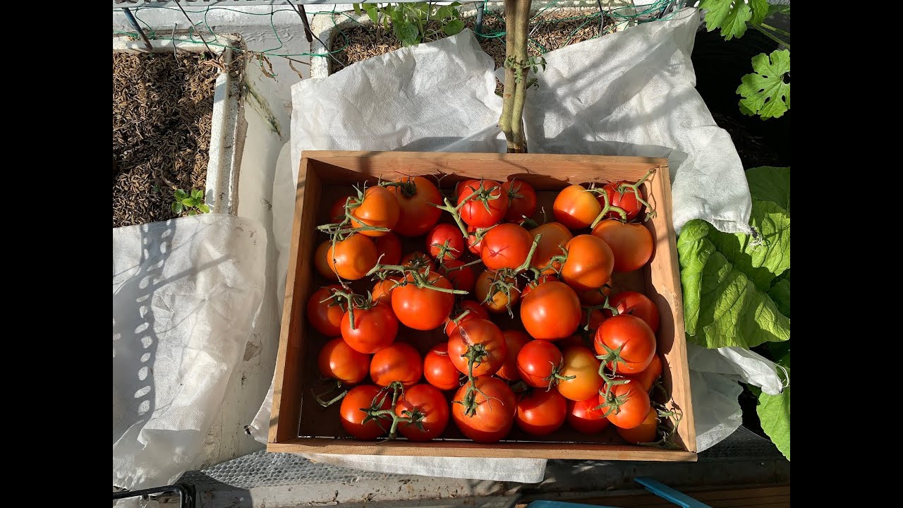 Cách trồng cà chua Beef trong thùng xốp trên sân thượng nhiều trái