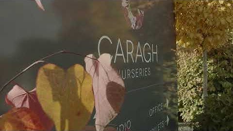 Screening trees video