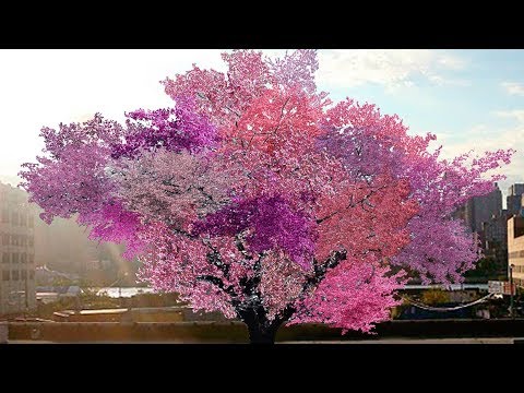 Video: Kedri (72 Foto): Si Duket Një Pemë? Si Të Rriten Fidanë? Ku Rritet Kedri? Kur Fillon Të Japë Fryte Me Kone Dhe Si Lulëzon?