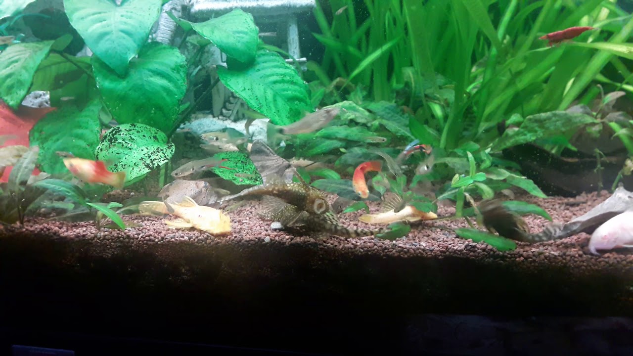 Fadenalgenfresser Fütterung YouTube