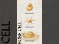 Bone Cell Names | Human Anatomy