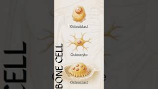 Bone Cell Names | Human Anatomy