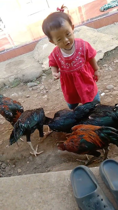 anak cewek kasih makan ayam☺️