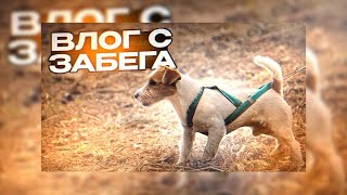 Влог с забега ДИНО с собакой | какое место я заняла? За сколько пробежала? Какие подарки?