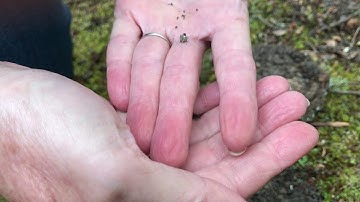 Isopods in Your Backyard