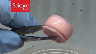 Watch these tissue engineered spinal discs mimic the real thing