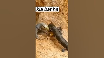 lizards fight with king cobra dog#pythons #how #reptileshow #wild #frog #lizrds #sloth #rats #lizard