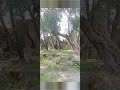 cave di fantiano#puglia #travel #vacanze #grottaglie #shortvideo