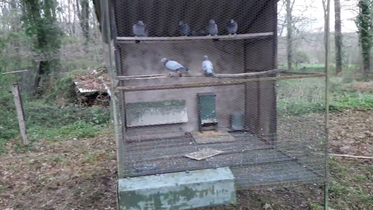 palombe.org - Entretien des volières à pigeon