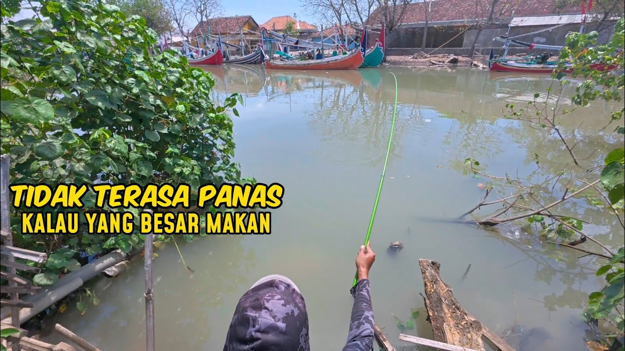 Tidak Kefikiran Bakalan Dapet yang besar besar mancing di muara ini 