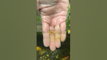 Nuôi ốc táo ko cần cha hồ, đúng không?