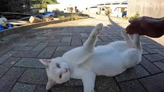 感動猫動画 のライブ配信