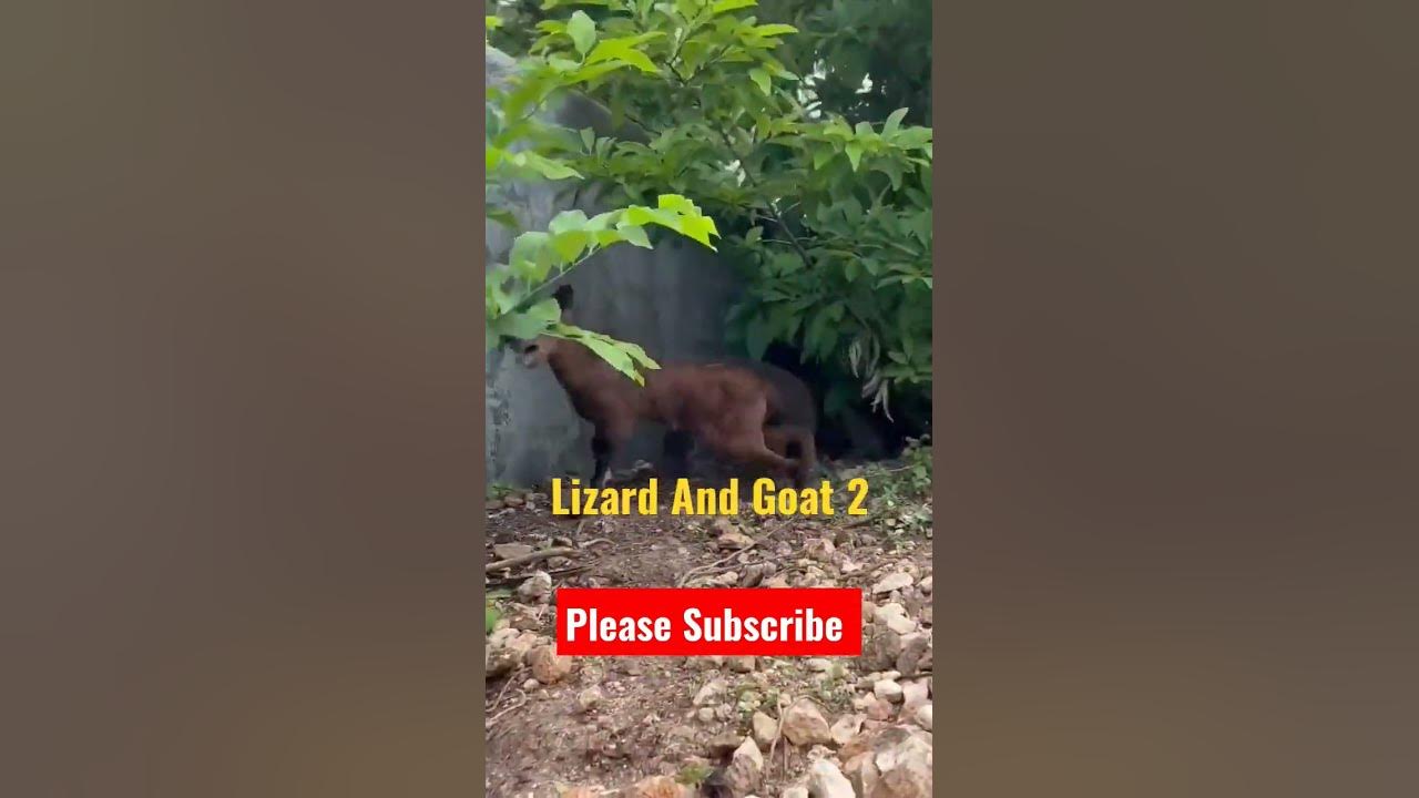 monitor-lizard-eat-goat-part-2-deepakkumarvlogs-shorts-viral