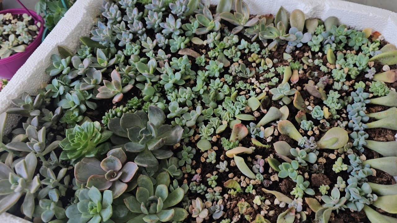 💫🌸Yapraktan büyüyen skulent bebeklerim  ve skulentlerimin durumu Sohbet tadında 💫🌸 #succulent