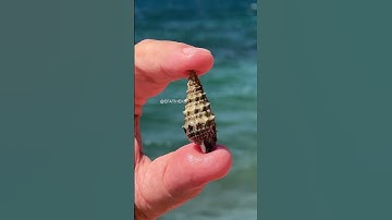 Seashell Office    bu video @royalteosresort katkılarıyla hazırlanmıştır  Ve Royal Te #architecture