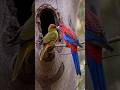 🦜 Meet the Crimson Rosella — one of Australia’s most colorful parrots.