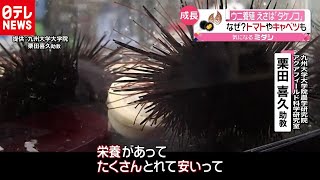 ウニのエサはタケノコ！野菜を使い養殖研究　（2020年8月27日放送 news every. より）