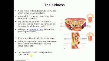 BIO 2006 Ch  20 Intro to the Renal System