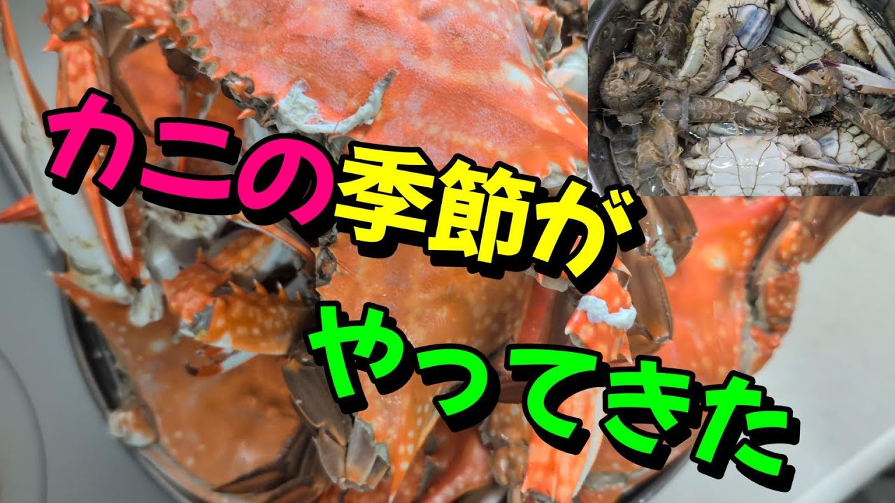 【漁港朝市】笠岡と寄島の朝市へ「渡り蟹とシャコ海老」を買いに行って来ました！
