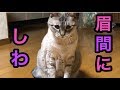 [かわいい猫]  キャッチ・ミー・イフ・ユー・キャン2 「今日は猫じゃらしくんを観察にゃ」ゆらゆら揺れる顔が面白い