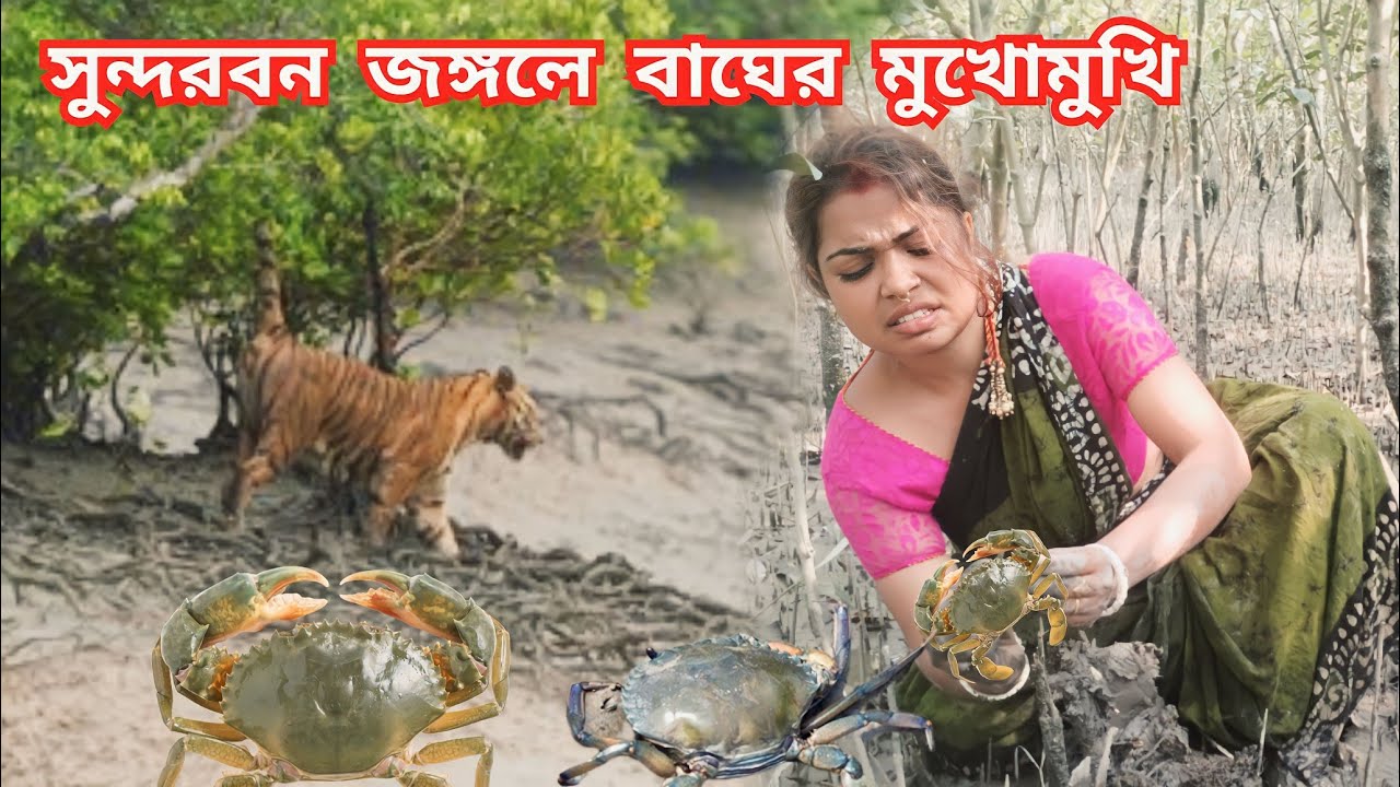 সুন্দরবন জঙ্গলে কাঁকড়া ধরতে এসে বাঘের সামনে পড়ে গেলাম |