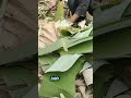 Buat Kandang ayam petelur #ayam #ayampetelur #peliharaayam #videoshort  #buahbuahan