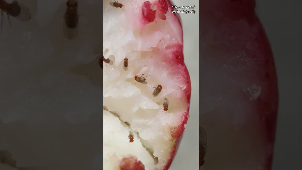 The Fruit Fly Hack That Actually Works