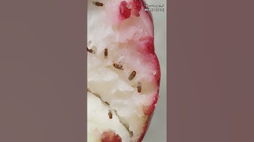 The fruit fly hack that actually works