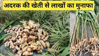 अदरक की खेती लाखों की बचत अदरक से मात्र 6 माह में जरूर करेंGinger cultivation