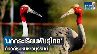 'นกกระเรียนพันธุ์ไทย' กับวิถีชุมชนชาวบุรีรัมย์ I TNN Startup I 18-11-64
