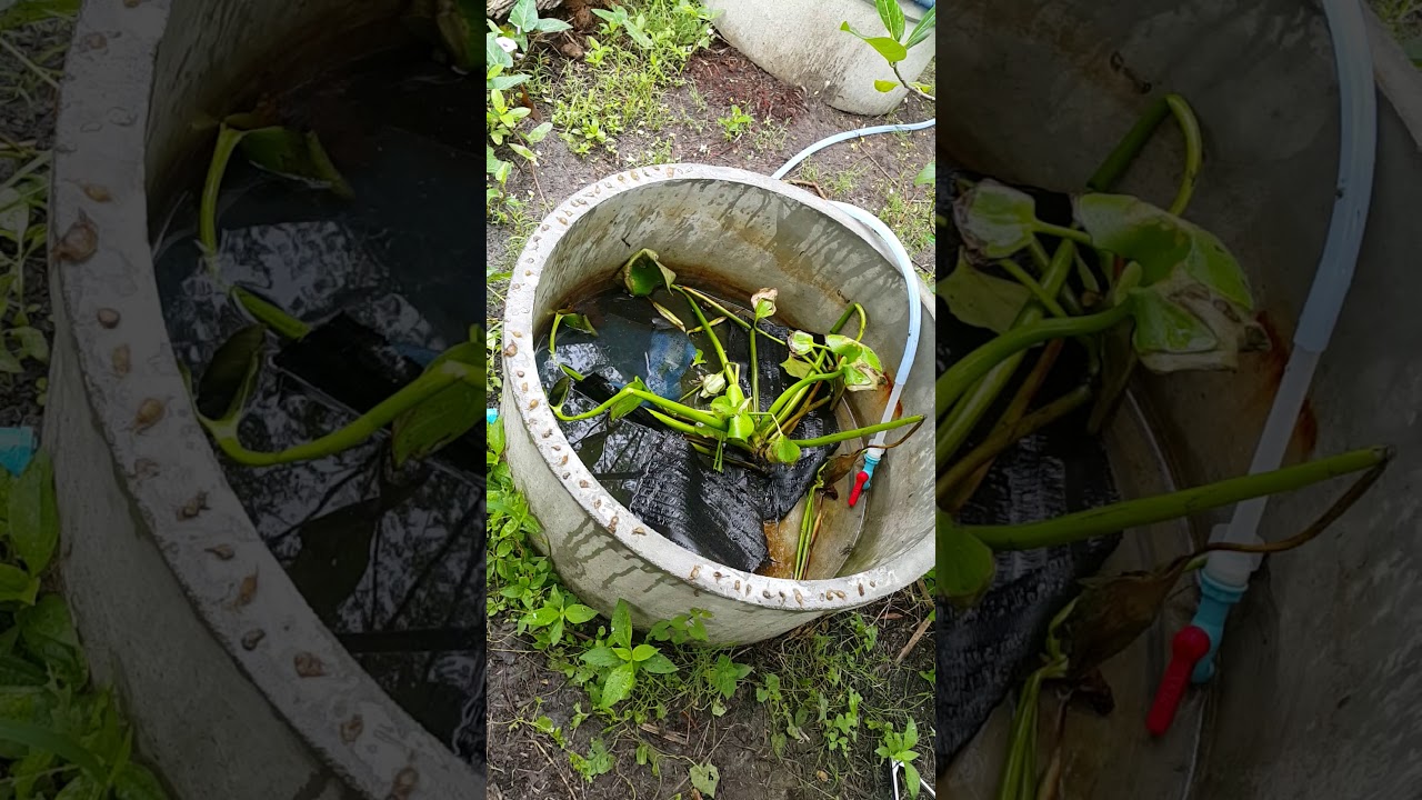 วิธีการเปลี่ยนน้ำของลูกปู