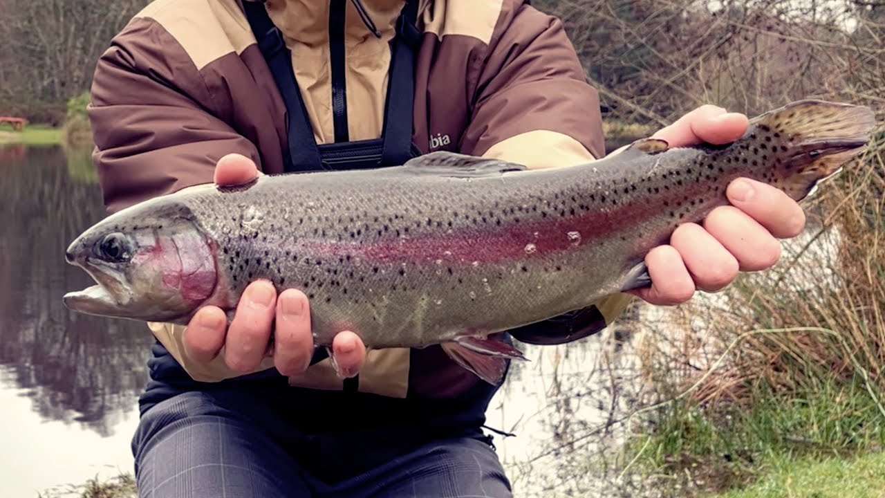 I had the whole lake for myself. Fly Fishing for rainbow trout