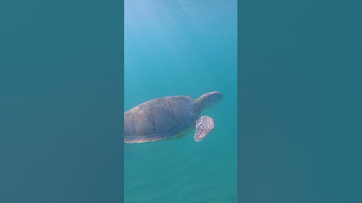 Open Water Swim with the Turtles!