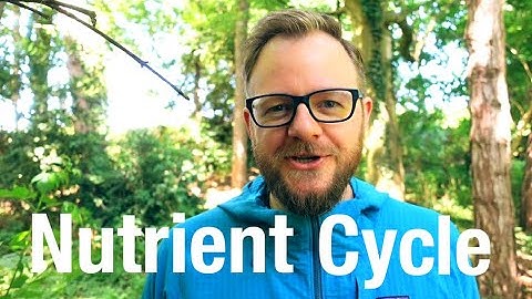 Explaining (most of the) Nutrient Cycle