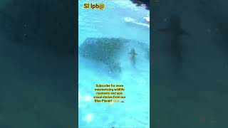 The Ultimate Ocean Hunt      oceanhunting shark epic blueplanet 