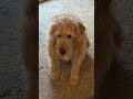 The adventures of Little Luke