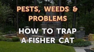 How to Trap a Fisher Cat