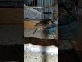 Anthus Pratensis Anthus Pratensis
