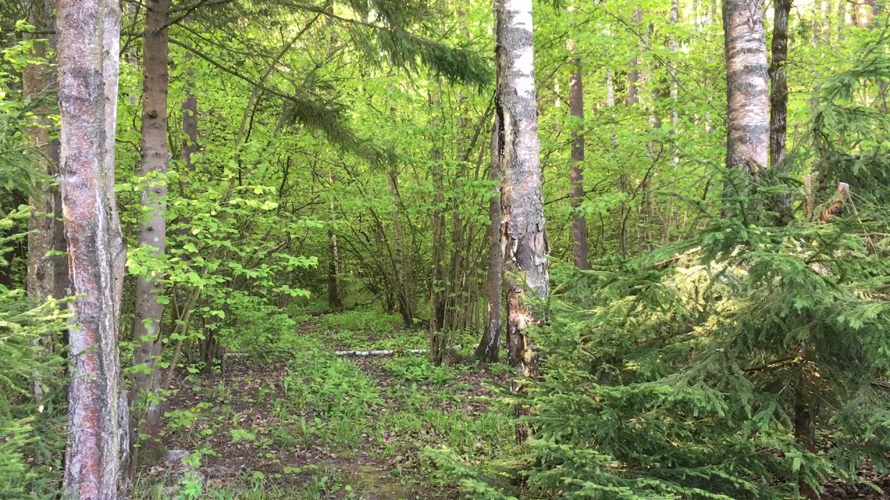 А вы давно были в лесу??? - YouTube