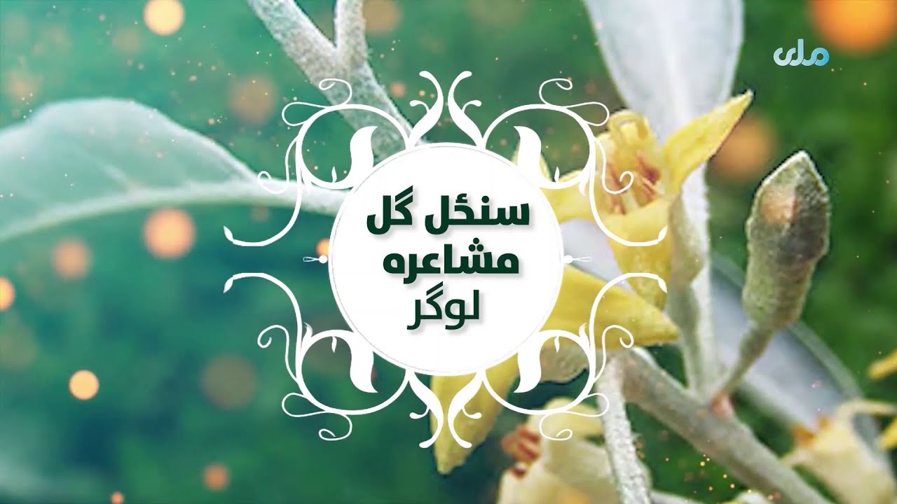 سنځل ګل مشاعره لوګر