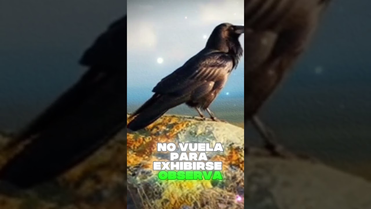 El Misterio de los Cuervos de Odín