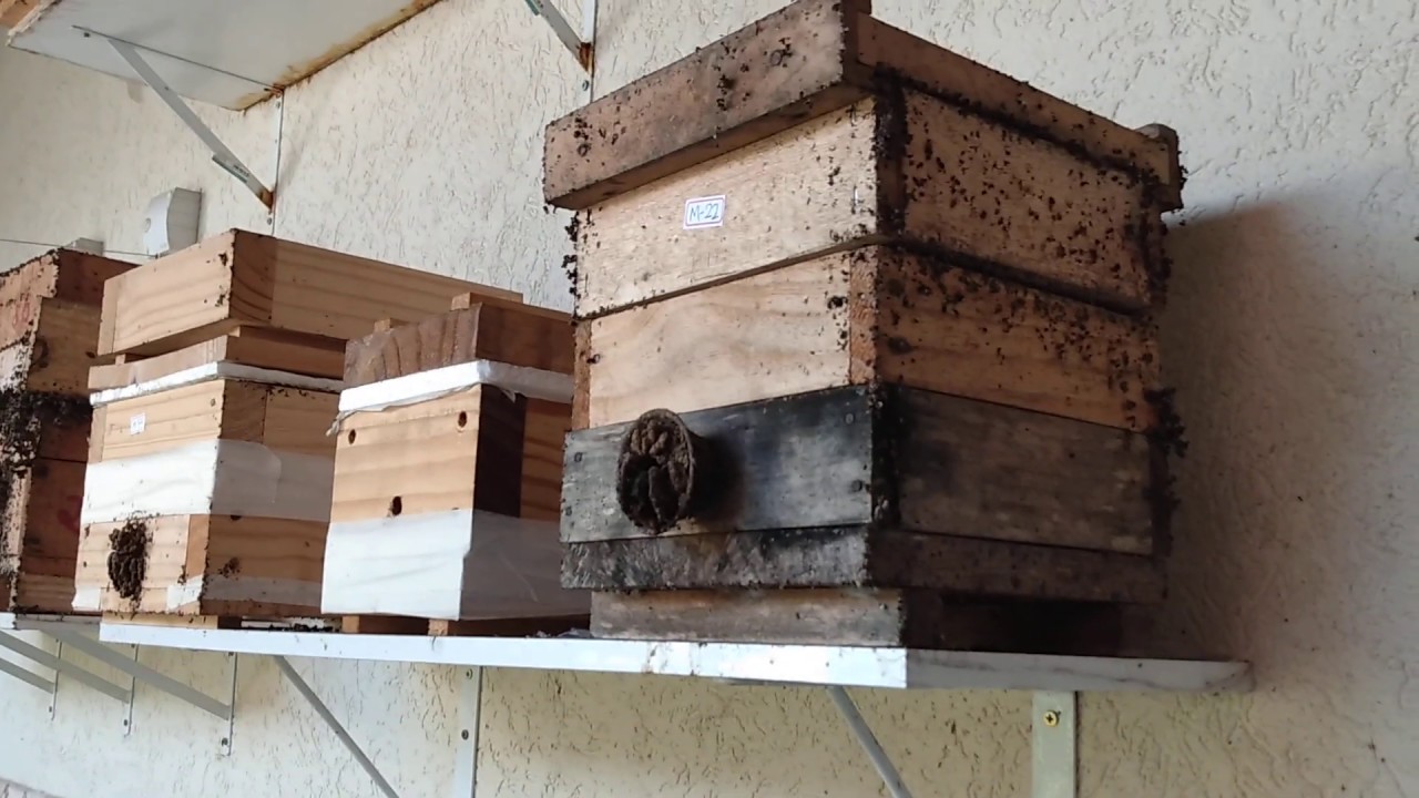 Divisão rápida/simples de mandaçaia MQQ