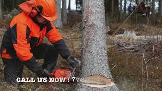 Tree Care Services   Absolute Tree Care Services- Call Us Now! 778 404 7231