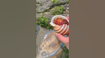 Ra biển bắt ốc mượn hồn để ăn thử xem sao