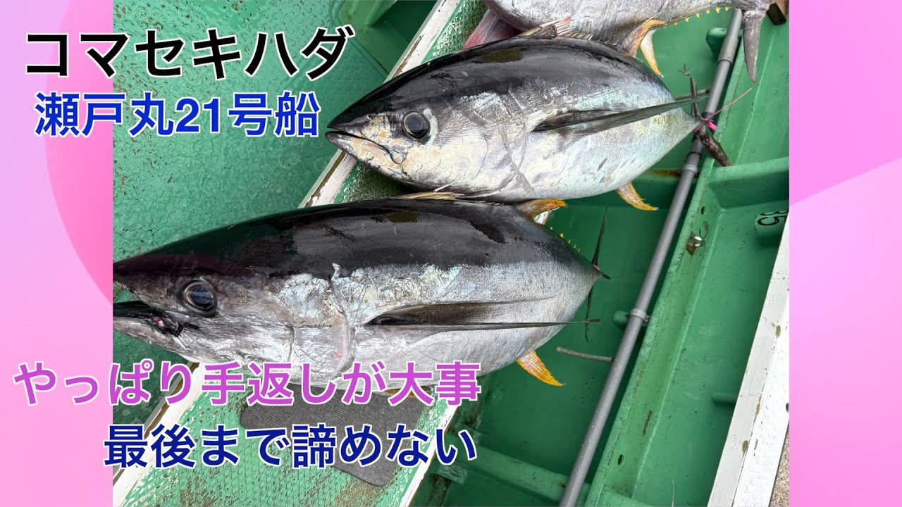 コマセキハダ釣り　瀬戸丸21号船　ヒットまでの時間は？　手返しが大事