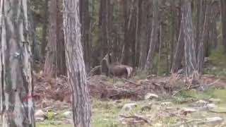 KARŞINIZA ANİDEN GEYİK ÇIKARSA....