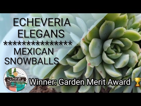 Video: Echeveria Növləri (32 şəkil): 